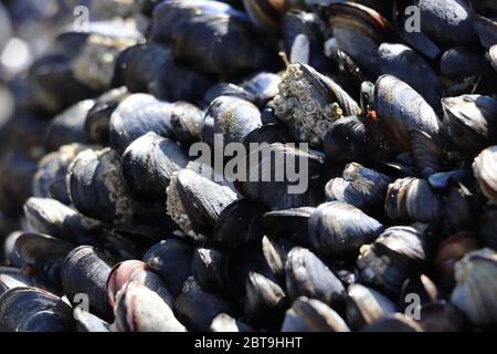 Mussels and Barnacles on rock at beach Stock Photo