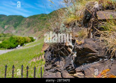 Plants on slate rocks, growing in vineyards in western Germany in the spring. Stock Photo
