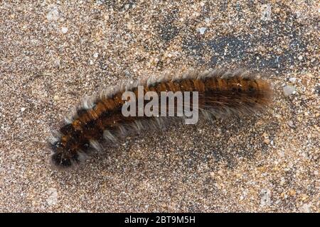 Westruper Heide in Haltern am See, Nordrhein-Westfalen, Deutschland Stock Photo