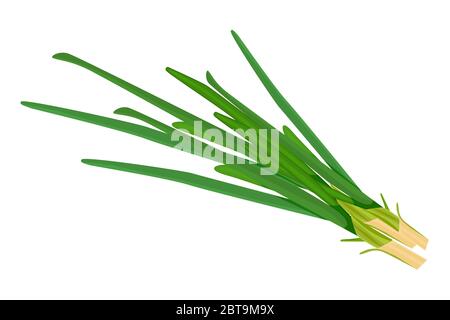 Green onion isolated on white background. Raw leek flat simple design icon. Ripe vegetable bitter chives with green stem. Stock vector illustration Stock Vector