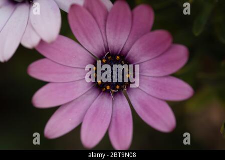 Close up flower Stock Photo