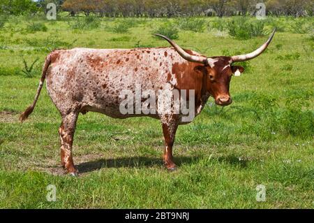 Longhorn cattle at pasture near Goliad, Texas, USA Stock Photo