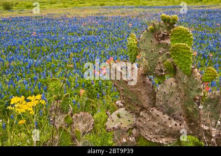 Prickly pear cactus and sunflowers in front of field of bluebonnets and some Indian paintbrush wildflowers at roadside in springtime,  near Helena, TX Stock Photo