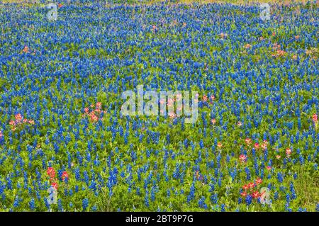 Field of bluebonnets and Indian paintbrush wildflowers at roadside in springtime, near Helena, Texas, USA Stock Photo