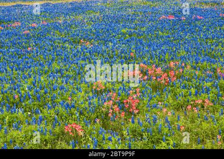 Field of bluebonnets and Indian paintbrush wildflowers at roadside in springtime, near Helena, Texas, USA Stock Photo