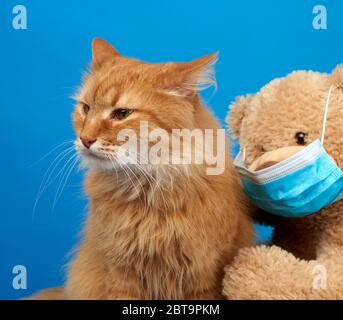 adult fluffy ginger cat and brown teddy bear in a medical mask, blue background Stock Photo