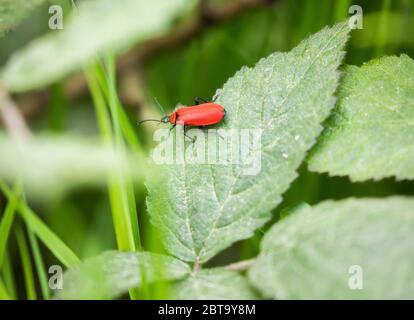 Limpsfield Common, Surrey,UK, 24th May 2020,Scarlet lily beetle seen on Limpsfield Common. The weather forecast is for 20C/Sunny intervals with a gentle breeze today and sunshine for the rest of the bank holiday in the South of the United Kingdom.Credit: Keith Larby/Alamy Live News Stock Photo
