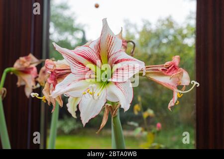 A  hippeastrum vittatum is in full bloom while withered flowers are next to it Stock Photo