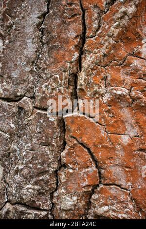 red brown bark of a tree trunk background pattern design wooden Stock Photo