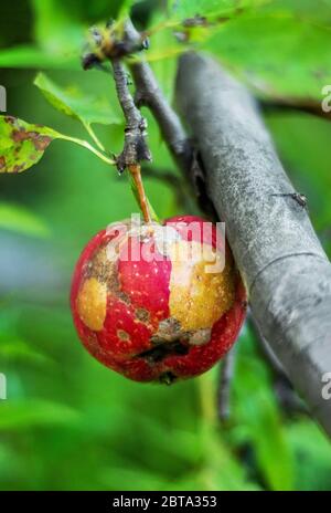 Single sick broken red yellow apple on a branch Stock Photo