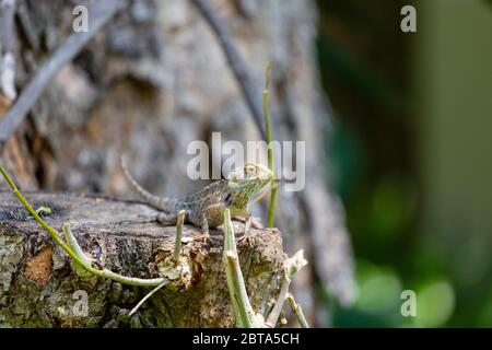 The Painted Lip Lizard spends much of its day on tree trunks in the dry or intermediate zones of Sri Lanka. Stock Photo