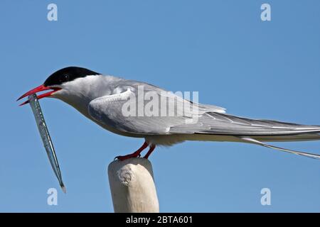 ARCTIC TERN (Sterna paradisaea) perched on post, carrying a fish, UK.