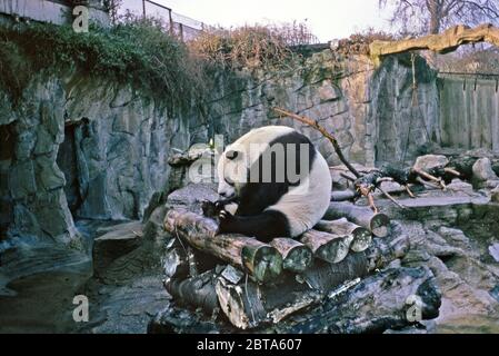 Chi-Chi, the famous giant panda, in her London Zoo enclosure in the winter of 1967. Chi-Chi became the Zoo's star attraction and the UK's best-loved zoo animal. She arrived in 1958. The Zoological Society of London did not encourage collection of wild pandas, but accepted Chi-Chi as she had already been collected (Chi-Chi was caught in the wild in Sichuan, China in 1954). Although Chi-Chi's visit was planned to last for only 3 weeks, it was decided to buy her. In 1966 a mating attempt was made between Chi-Chi and An-An, of the Moscow Zoo – it was not successful. Chi-Chi died on 22 July 1972. Stock Photo