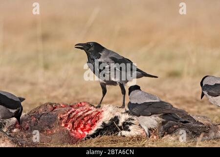 HOODED CROW (Corvus corone cornix) group feeding on a calf carcass. Stock Photo