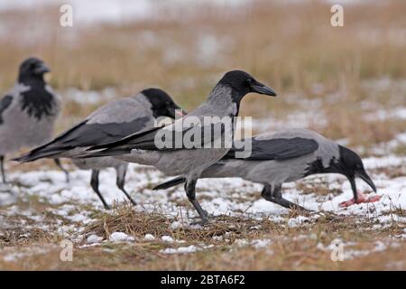 HOODED CROW (Corvus corone cornix) group feeding on offal in a snow covered field. Stock Photo