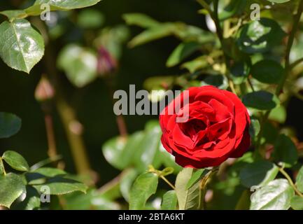 A single red rose in full bloom growing on a rose bush Stock Photo