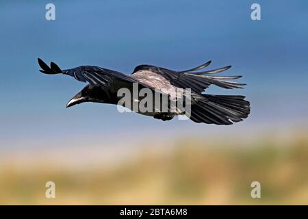 HOODED CROW (Corvus corone cornix) flying, Scotland, UK. Stock Photo