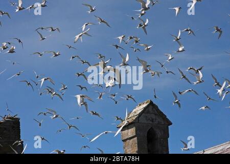 ARCTIC TERN (Sterna paradisaea) flock in flight above St. Cuthbert's Chapel, UK. Stock Photo