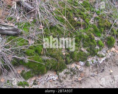forest floor: green moss and dry leaves Stock Photo