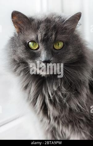 Вeautiful gray Nebelung cat is sitting near window angd looking at camera inside home. Stock Photo