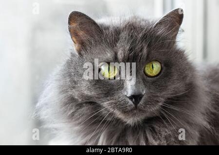 Вeautiful gray Nebelung cat is sitting near window inside home. Stock Photo