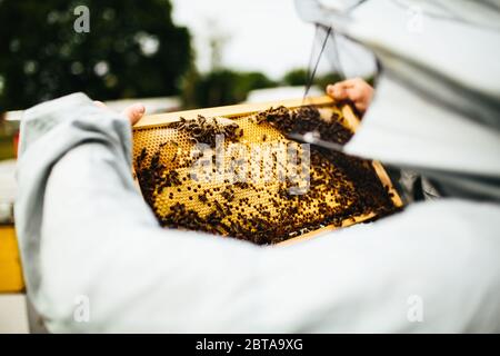 Detail inspecting of beehive frame with bees and honey on it Stock Photo