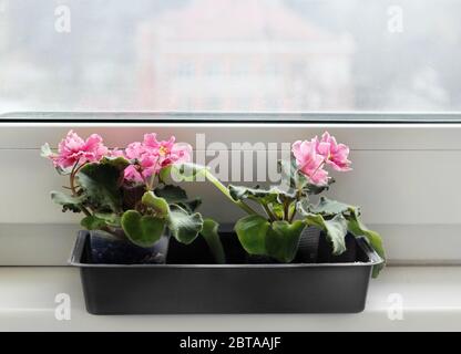 Beautiful velvet pink African Violet (Saintpaulia) on on the windowsill indoor, home gardening Stock Photo