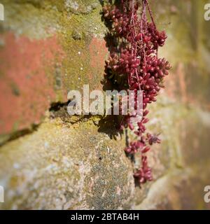 Survival of stonecrop (Sedum brevifolium DC.) on a wall of natural stone Stock Photo