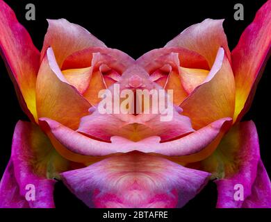 Surrealistic symmetrical colorful rose macro fantasy of a single isolated yellow pink orange violet blossom on black background Stock Photo