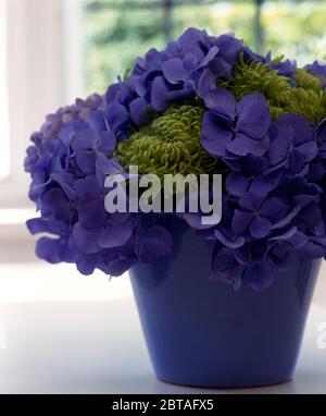 Still-Life of blue hydrangeas and lime-green chrysanthemums Stock Photo