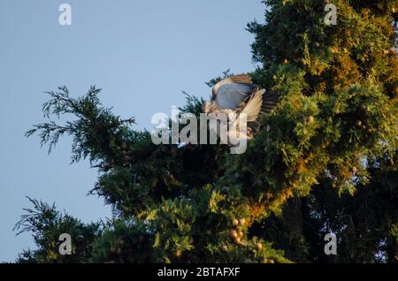A pair of Collared Doves ( Streptopelia decaocto ) fighting in a tree in Evros Greece Stock Photo