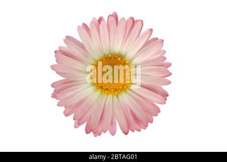 Head of pink flower isolated on white background Stock Photo
