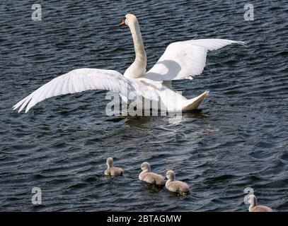 East Lothian, Scotland, United Kingdom, 24th May 2020. UK Weather: Four one-week old cygnets learn from mute swan parent in a reservoir in the sunshine. The female swan scares off a coot to protect her young Stock Photo