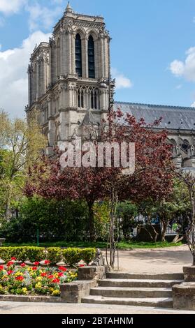 Vertical view of the Notre Dame Cathedral Paris, France with flowers in the foreground. Stock Photo