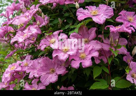 Group of large-flowered, mauvish rose-pink, flowers and buds of climbing plant CLEMATIS 'Comtesse de Bouchaud' in summer. Green leaves in background. Stock Photo