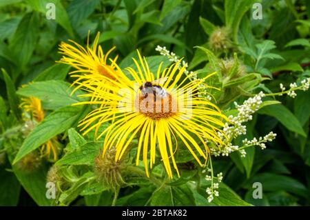 Closeup of bee feeding on Inula hookeri flower against blurred background of green leaves, hairy stems, buds and bloom in cottage garden border. Stock Photo