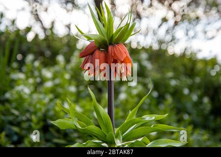 Single plant of vibrant orange crown imperial, Fritillaria imperialis 'Rubra', outdoors against burred green foliage of garden border background. Stock Photo