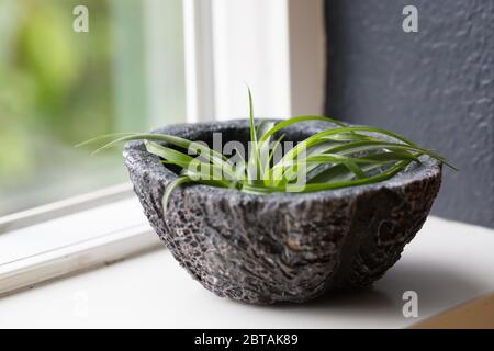 A tillandsia (air plant) in a bowl on a windowsill. Stock Photo