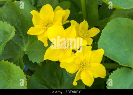 Close up group of yellow Marsh Marigold, Caltha palustris, flowers backed and surrounded by large green leaves. Stock Photo