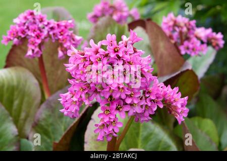 Closeup bright pink BERGENIA 'Morgenrote' flowers in garden border burred leaves and flowers in background. Stock Photo