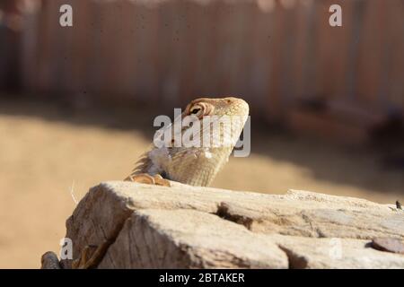 A chameleon sitting on the wall waiting to eat Stock Photo