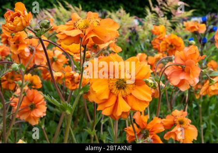 Closeup of orange Geum 'Fireball' bloom in herbaceous garden border. Blurred flowers and green foliage in background. Stock Photo