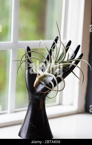 A tillandsia (air plant) displayed on a glass hand in a window. Stock Photo