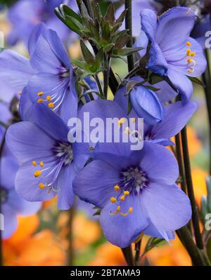 Closeup cluster of blue flowers of Polemonium Bressingham Purple, Hokkaido Jacob's ladder. Bright orange anthers. Blurred orange flowers in background Stock Photo