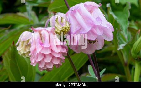 Close up of pink tinged purple and cream yellow, double, common columbine, Aquilegia vulgaris flowers. Blurred foliage in background. Stock Photo