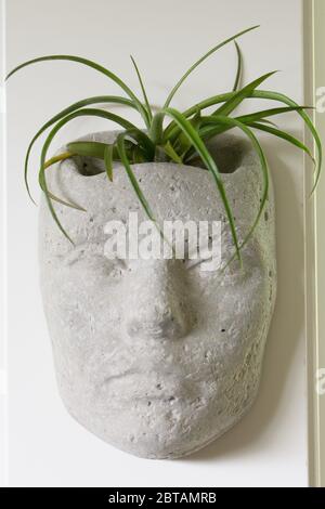 An air plant that looks like hair in a container shaped like a face. Stock Photo