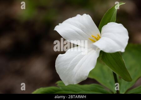 A white trillium grows in Glen Stewart Ravine in the Beaches neighbourhood of Toronto, Ontario. Stock Photo