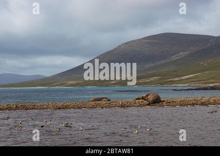 Male Southern Elephant Seal (Mirounga leonina) on a stony beach at Elephant Point on Saunders Island in the Falkland Islands. Stock Photo