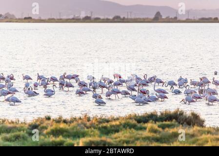 Flamingos during sunset in Ebro Delta Natural Park, Tarragona, Catalunya, Spain. Copy space for text Stock Photo