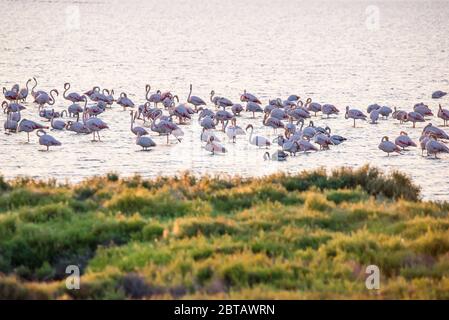 Flamingos during sunset in Ebro Delta Natural Park, Tarragona, Catalunya, Spain. Copy space for text Stock Photo